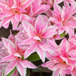 Azalea 'Pink Spider'